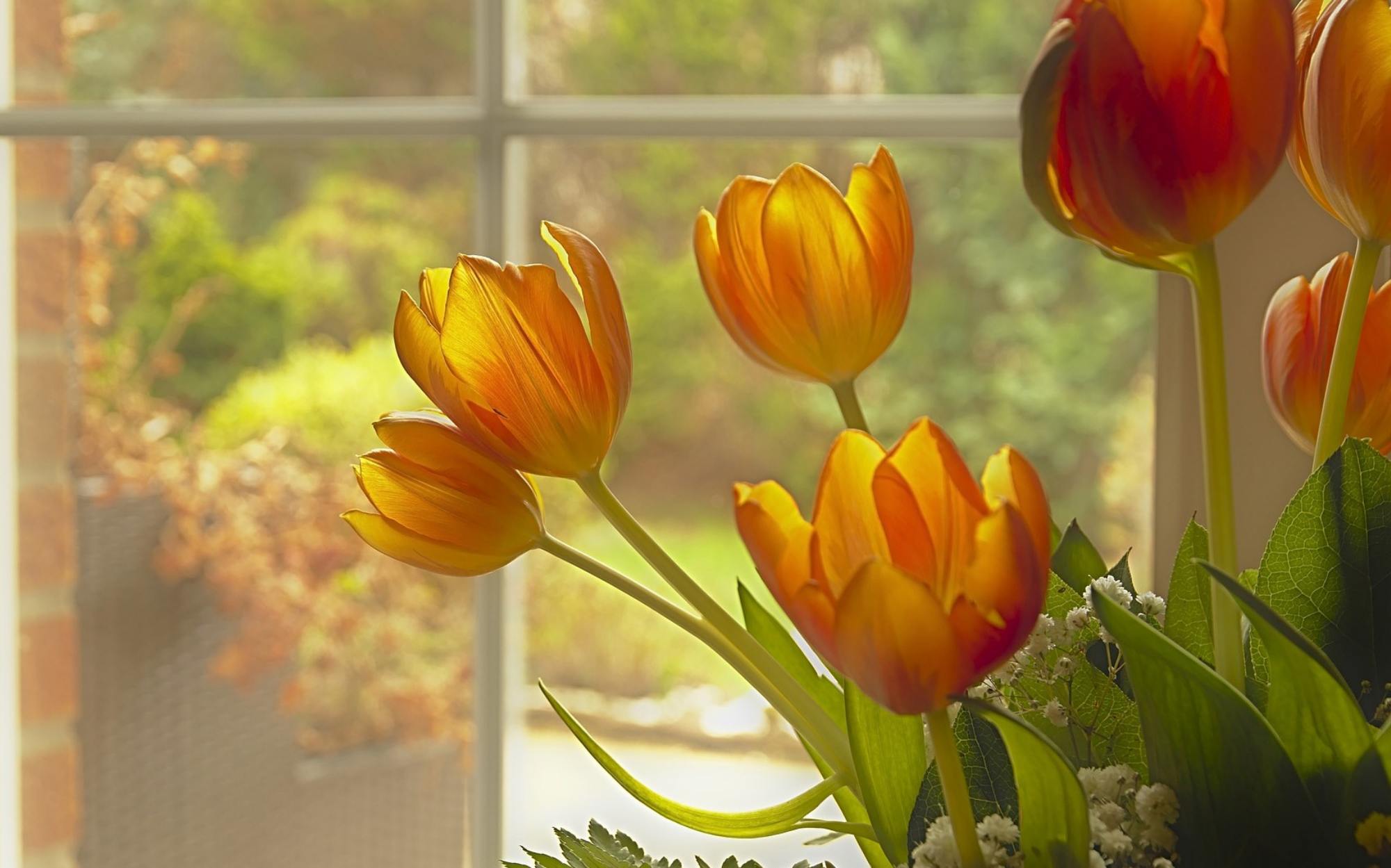 primavera fiori finestra